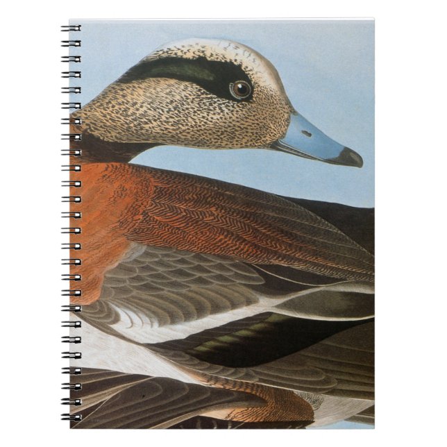 Caderno Espiral Audubon: Wigeon (Frente)