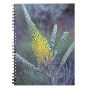 Caderno Espiral Austrália, NT, perto de Ayers Rock. Flora de prima