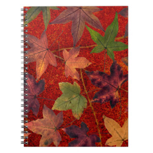Caderno Espiral Autumn Leaves Fall Season Tree Leaf Colorir