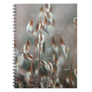 Caderno Espiral Aveia De Ripe (Avena Sativa) Fechar. Ceres, Boland