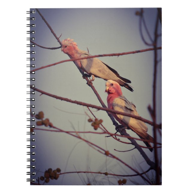 Caderno Espiral Aves Galah na árvore2 (Frente)