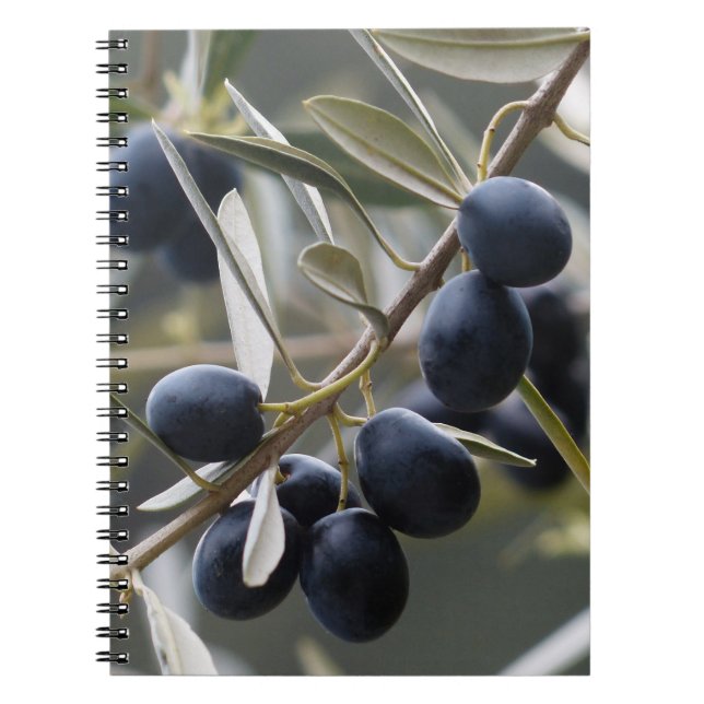 Caderno Espiral Azeitonas em Ramo de Árvore Oleícola (Frente)