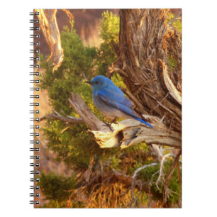 Caderno Espiral Azulinho-das-montanhas no Parque Nacional Arches