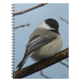 Caderno Espiral B21 Chapim-de-cabeça-preta