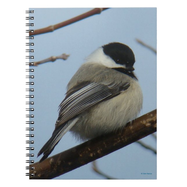 Caderno Espiral B21 Chapim-de-cabeça-preta (Frente)