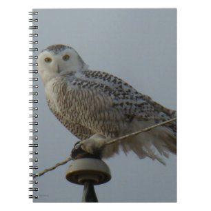 Caderno Espiral B38 Coruja das Neves