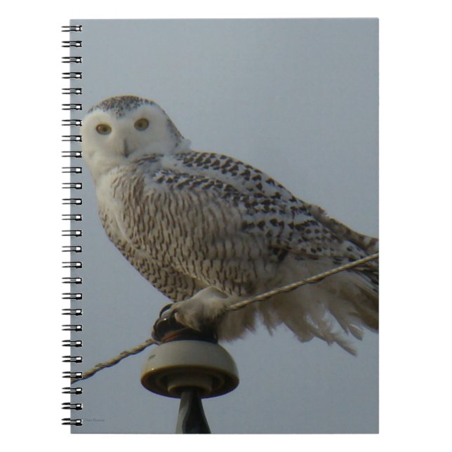 Caderno Espiral B38 Coruja das Neves (Frente)