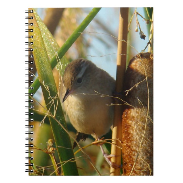 Caderno Espiral B3 Marsh Wren em Taboas (Frente)