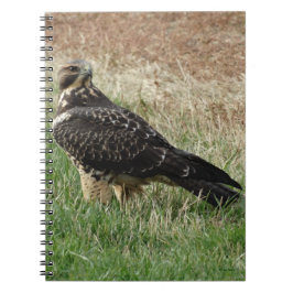 Caderno Espiral B52 Swainson's Hawk