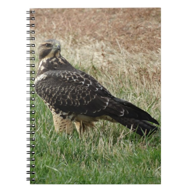 Caderno Espiral B52 Swainson's Hawk (Frente)