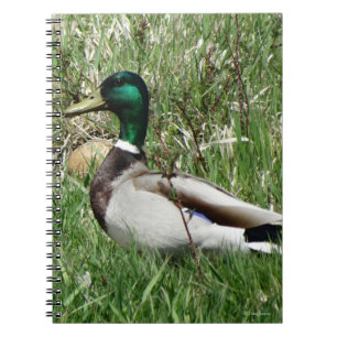 Caderno Espiral B55 Mallard Duck Drake Greenhead na Grama
