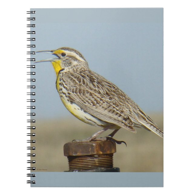 Caderno Espiral B6 Meadowlark Ocidental (Frente)