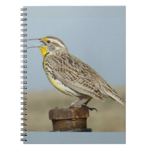 Caderno Espiral B6 Sturnella neglecta