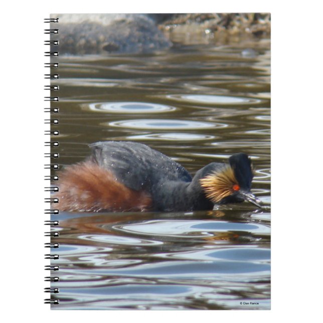 Caderno Espiral B8 Eared Grebe Cortejando (Frente)