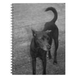 Caderno Espiral B&W - Aspin