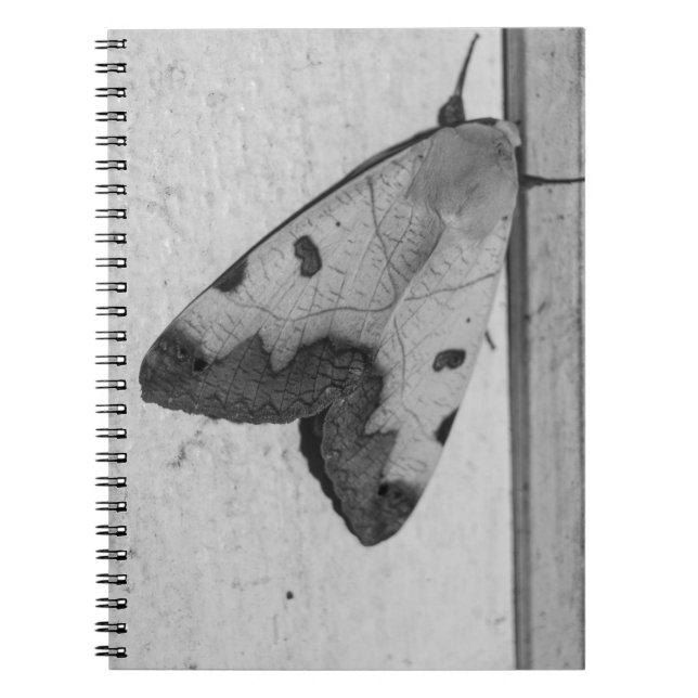 Caderno Espiral B&W - Ophiusa tirhaca, o tambor verde (Frente)