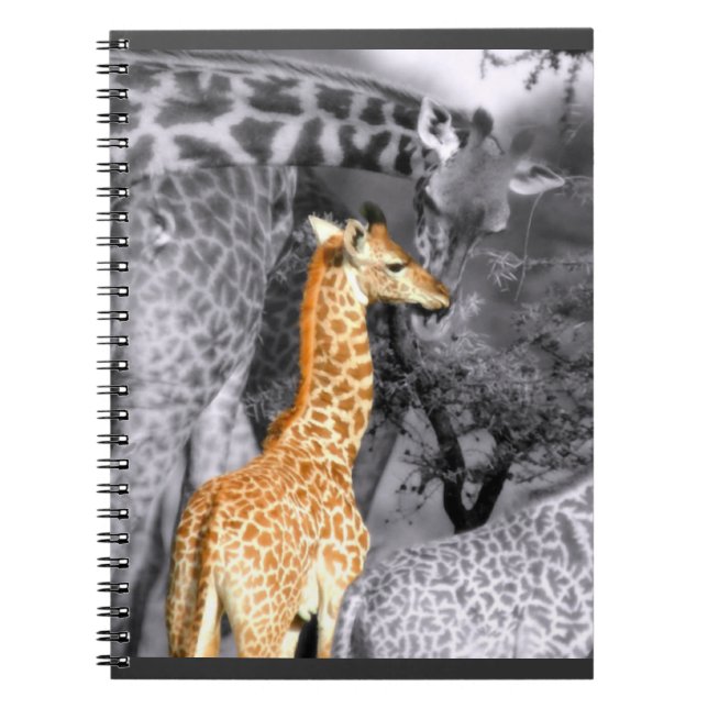 Caderno Espiral Baby Giraffe (Frente)