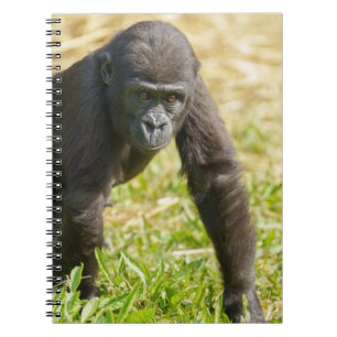 Caderno Espiral Baby Gorilla