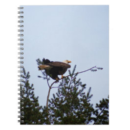 Caderno Espiral Bald Eagle