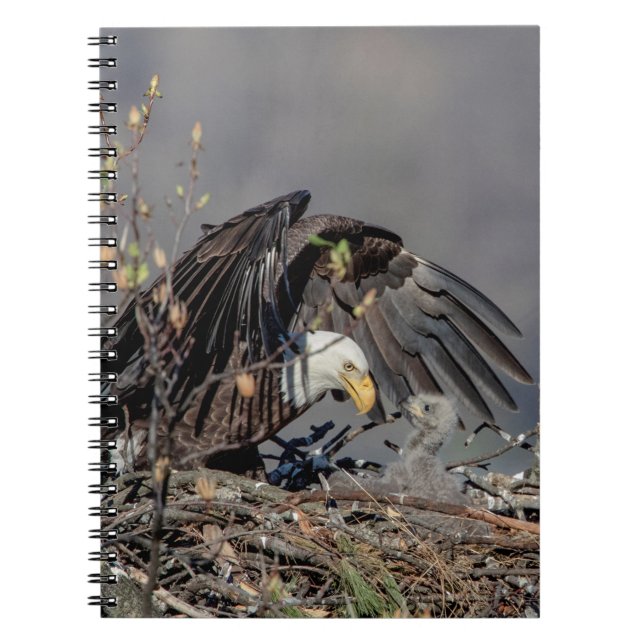 Caderno Espiral Bald Eagle com seu bebê (Frente)
