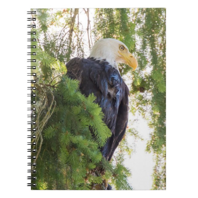 Caderno Espiral Bald Eagle perches em Douglas Fir (Frente)