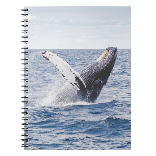 Caderno Espiral Baleia Gigante Salta Para Fora Do Oceano (Frente)
