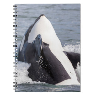 Caderno Espiral Baleia Orca saltando