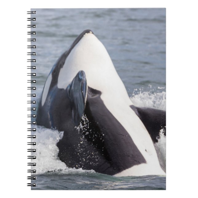 Caderno Espiral Baleia Orca saltando (Frente)