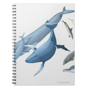 Caderno Espiral Baleias