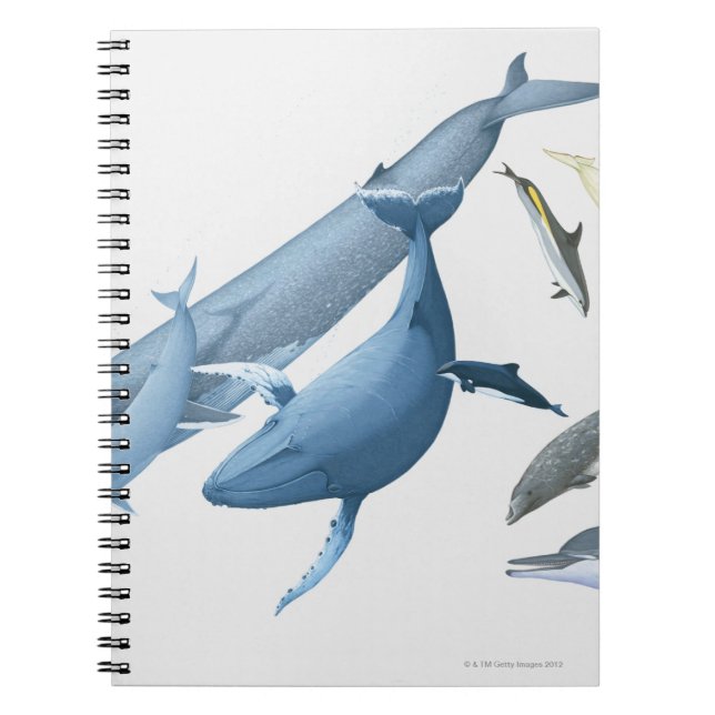 Caderno Espiral Baleias (Frente)