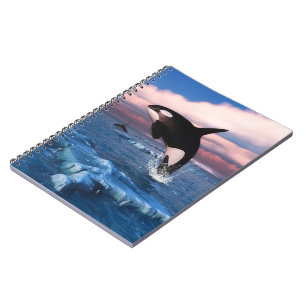 Caderno Espiral Baleias Assassinas No Oceano Ártico