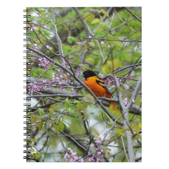 Caderno Espiral Baltimore Oriole (Frente)
