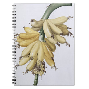 Caderno Espiral Banana, 1816