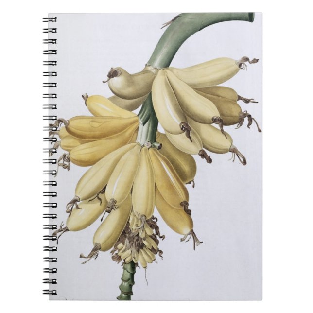 Caderno Espiral Banana, 1816 (Frente)