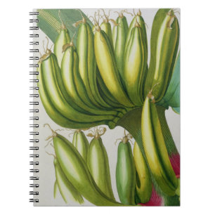 Caderno Espiral Banana, gravada por Johann Jakob Haid (1704-67) pl