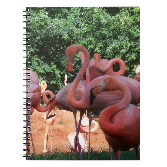 Caderno Espiral Bando De Flamingos Rosa (Frente)