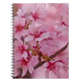 Caderno Espiral Banho de cereja rosa japonês