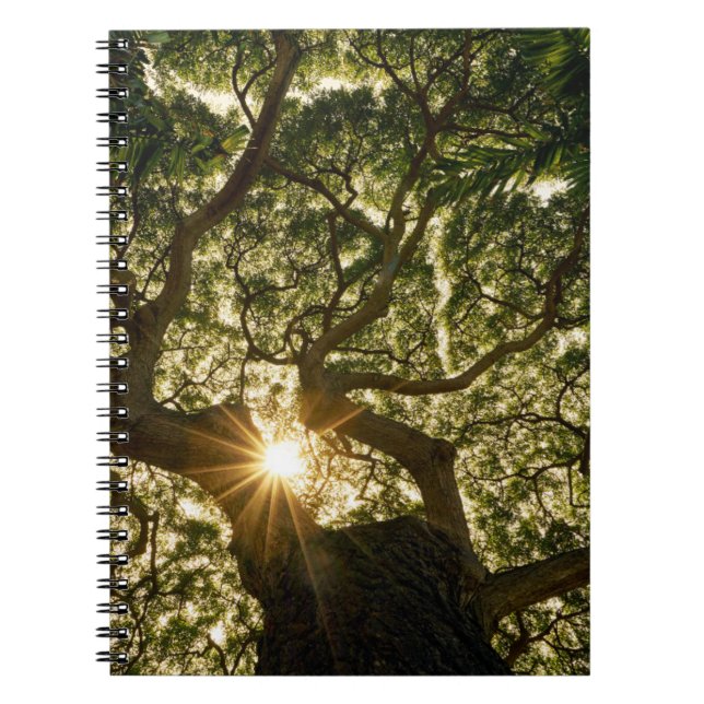 Caderno Espiral Banyan Tree Canopy Sunstar (Frente)