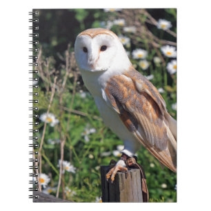 Caderno Espiral Barn Owl
