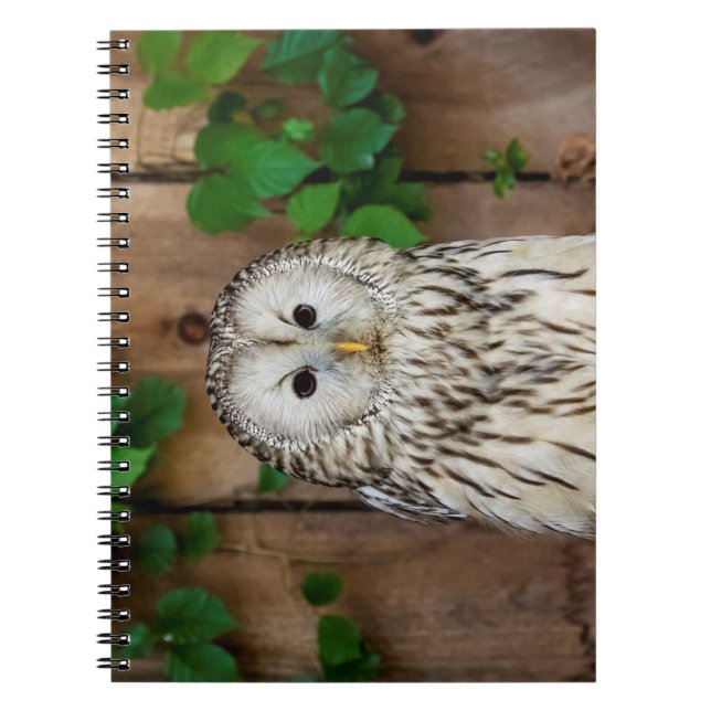 Caderno Espiral Barred Owl (Frente)