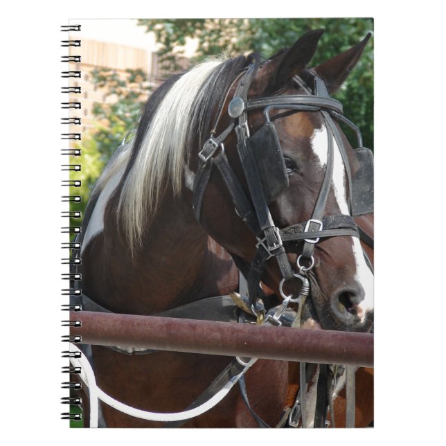 Caderno Espiral Bay Pinto Amish Buggy Horse (Frente)