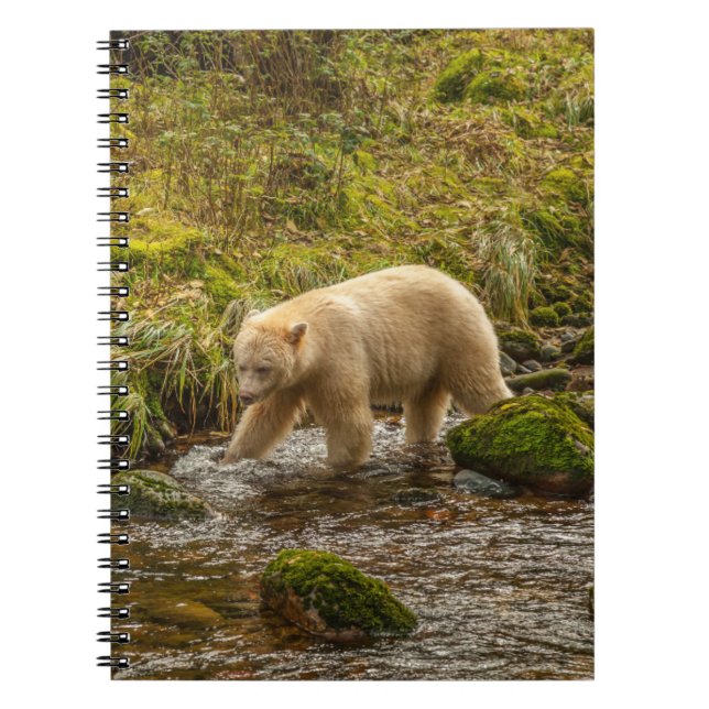 Caderno Espiral Bear Espírito Branco Caça peixes em Riordan Creek (Frente)