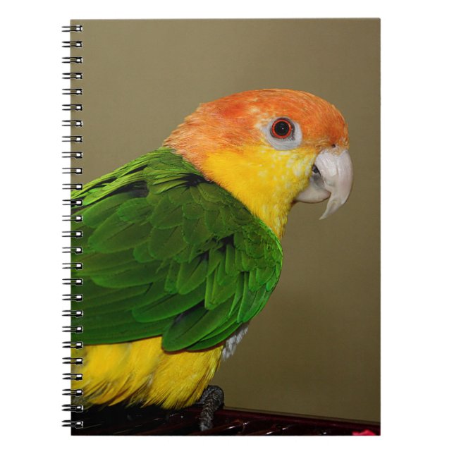 Caderno Espiral Beautiful White Bellied Caique Parrot Posing (Frente)