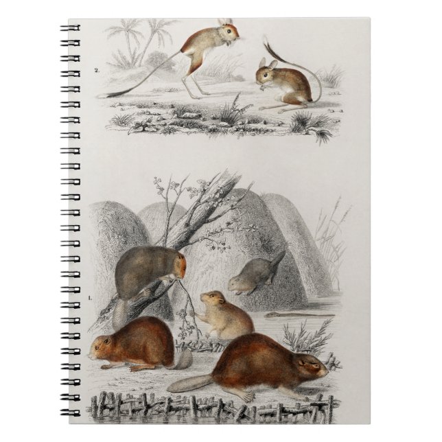 Caderno Espiral Beaver Jerboa (Frente)