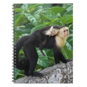 Caderno Espiral Bebê adulto do carregando do macaco do Capuchin e