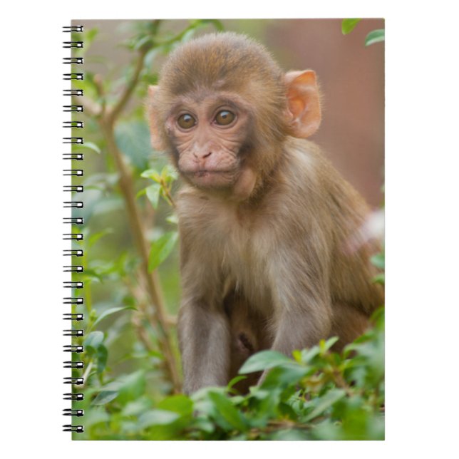 Caderno Espiral Bebê Macaco Rhesus, Templo do Macaco, Jaipur (Frente)