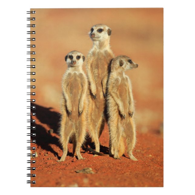 Caderno Espiral Bebês Mais Pobres | 3 Meerkats (Frente)