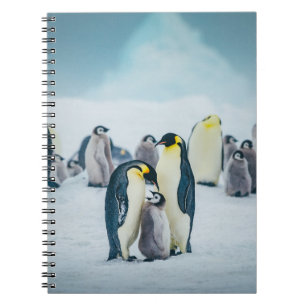 Caderno Espiral Bebês Mais Pobres   Alimentos para pinguins bebês