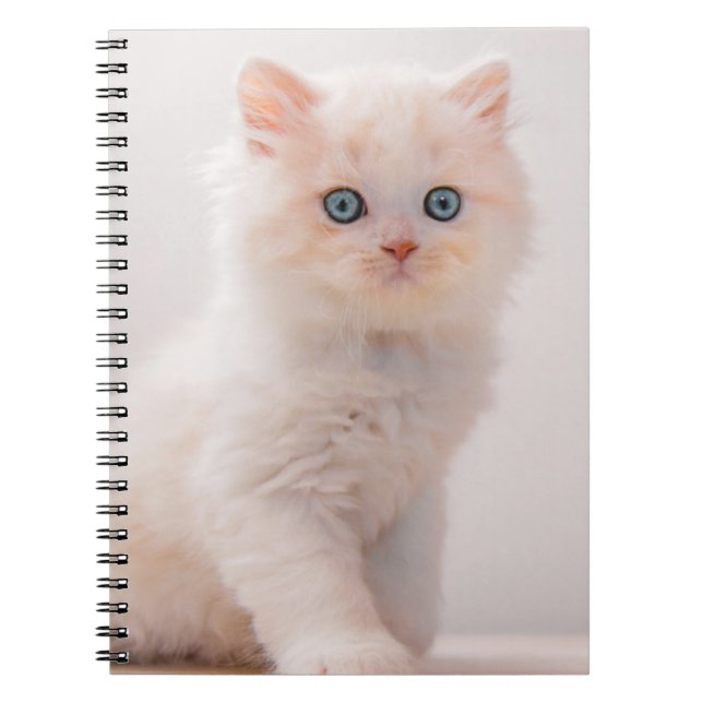Caderno Espiral Bebês Mais Pobres | Azul-Kitten (Frente)