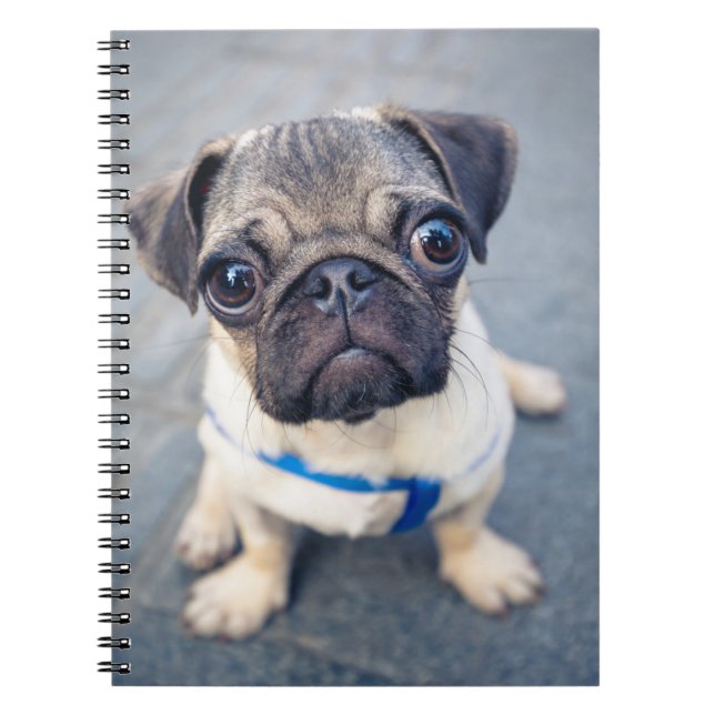 Caderno Espiral Bebês Mais Pobres | Baby Pug (Frente)